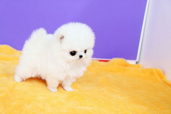 Pomeranian boo hot sale mini cena